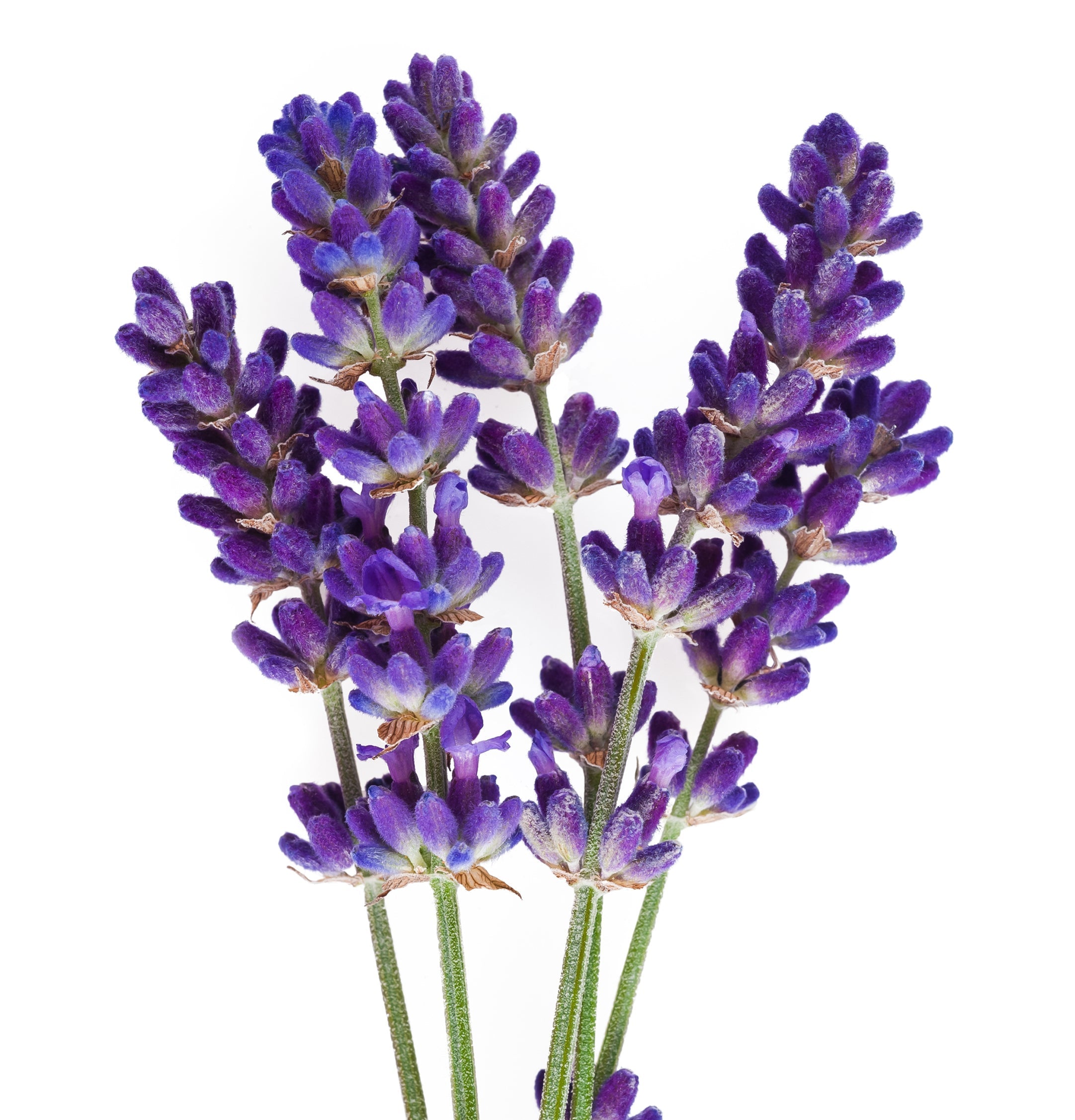 Purple Shampoo